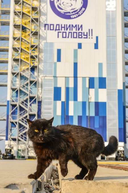 Бездомного кота, живущего на космодроме «Восточный», эвакуируют на время запуска ракеты (2 фото)