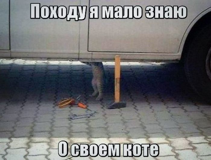 http://trinixy.ru/pics5/20160513/auto_prikoli_38.jpg
