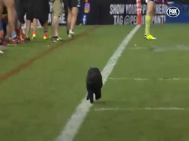 Красивый черный кот выбежал на поле во время матча по регби