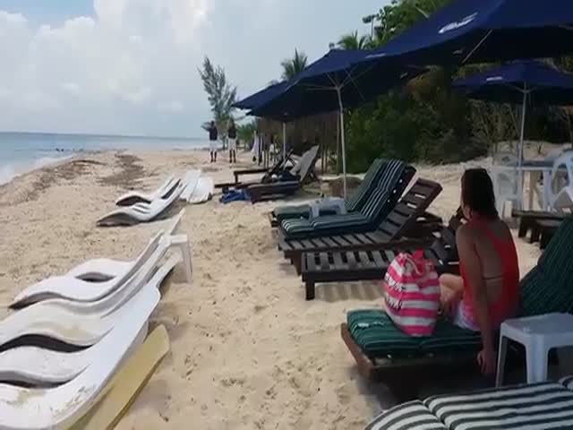Крокодил вышел на пляж