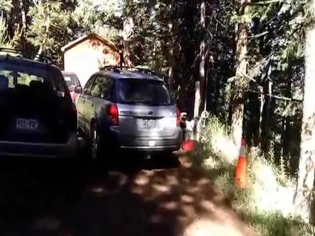 Спасение заблокировавшегося в автомобиле медвежонка