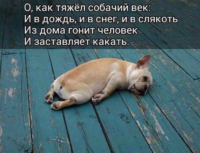 http://trinixy.ru/pics5/20160812/podborka_dnevnya_42.jpg