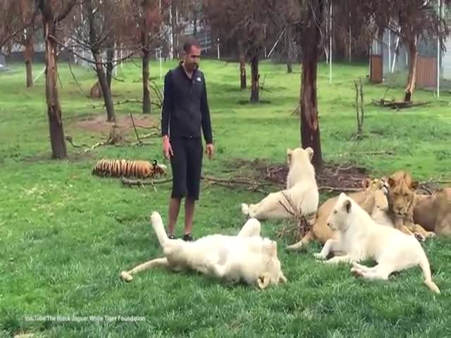 Тигр спас работника зоопарка от ягуара