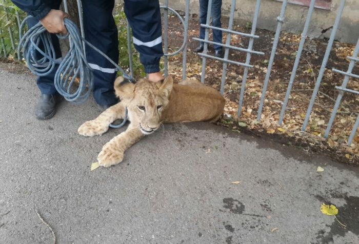 В центре Уфы поймали гуляющего по улице львенка (4 фото)