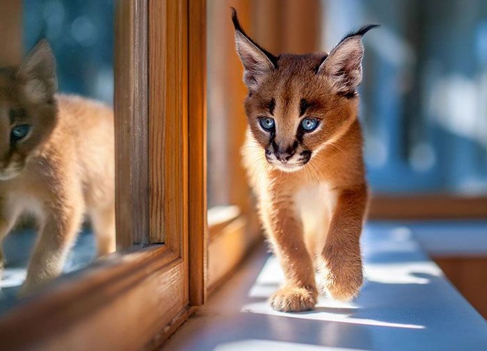 Детеныши каракала - самые очаровательные котята (20 фото)