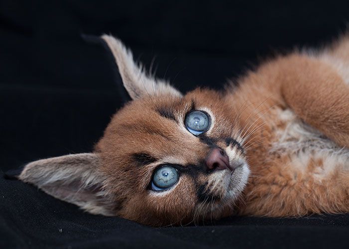 Детеныши каракала - самые очаровательные котята (20 фото)