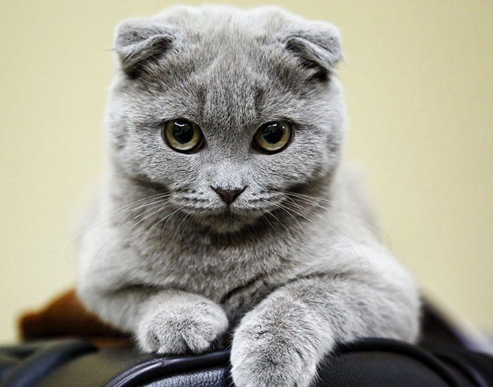Подборка самых красивых кошек (29 фото)