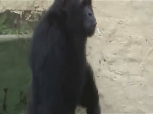 Курящий шимпанзе в зоопарке Северной Кореи