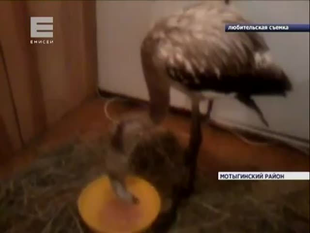 Жители Красноярского края спасли и приютили птенца фламинго