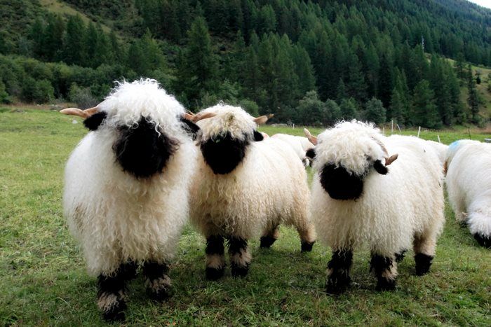 Необычные овцы (13 фото)