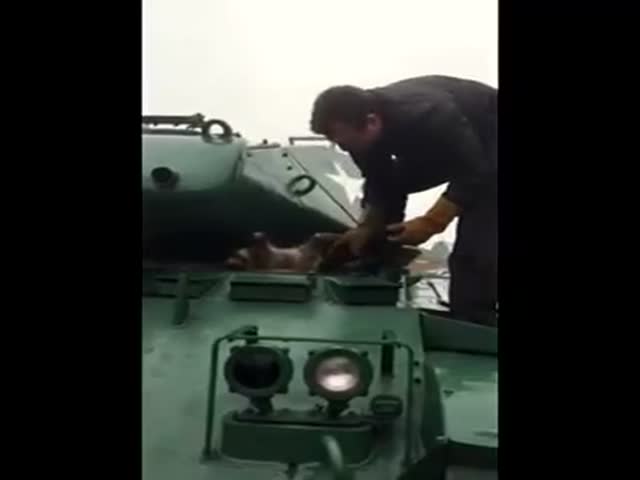 Военный спас енота, застрявшего в танке