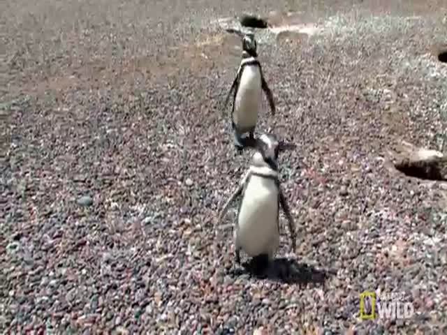 Кровавая драка пингвинов из-за самки