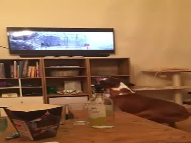 Эмоциональная собака смотрит телевизор