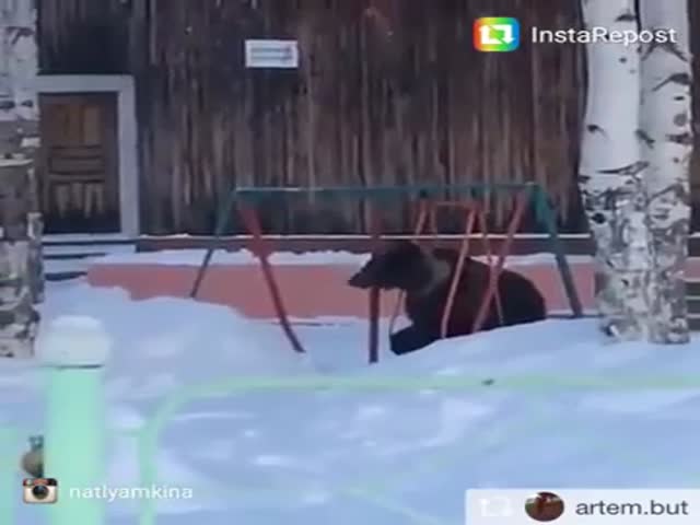 В Томской области медведь захотел покататься на качелях