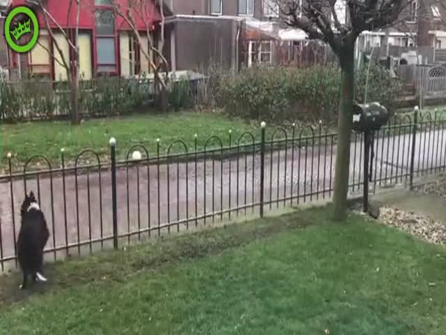 Собака играет в мяч с прохожими