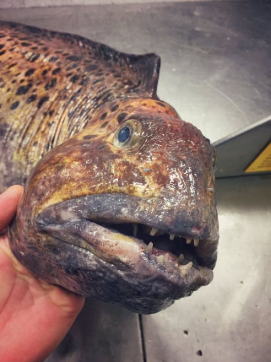 Мурманский моряк публикует фото странных глубоководных рыб, попавших в сети (21 фото)