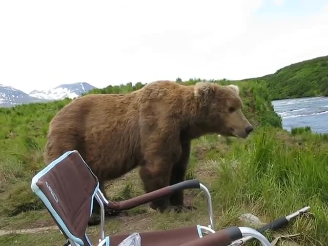 Медведь составил компанию фотографу