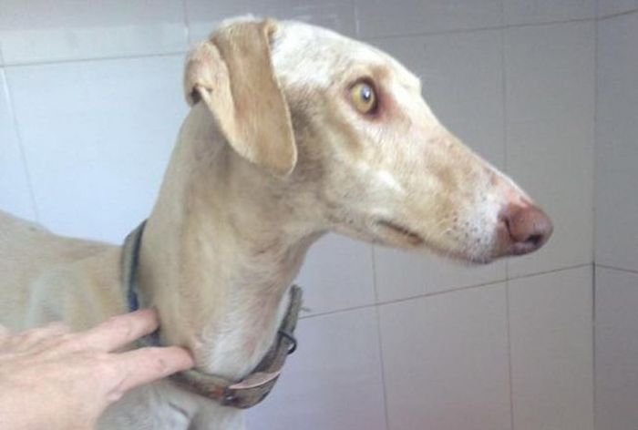 Собака со сломанной лапой показал ветеринарам путь к своим щенкам (7 фото)