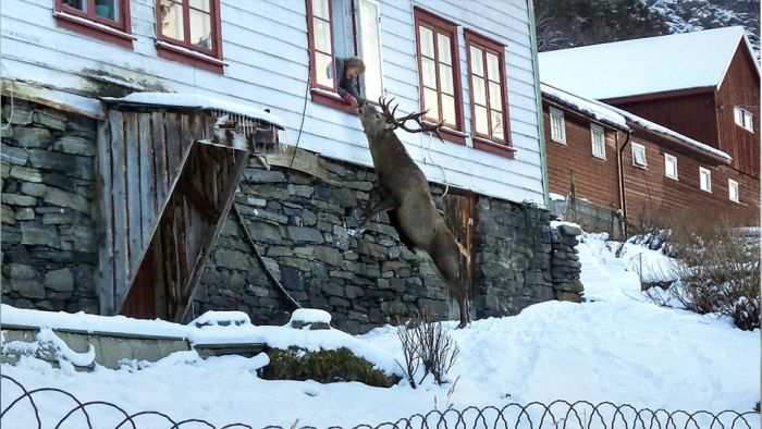 В Норвегии олень ежедневно приходит в гости к своим спасителям (3 фото)