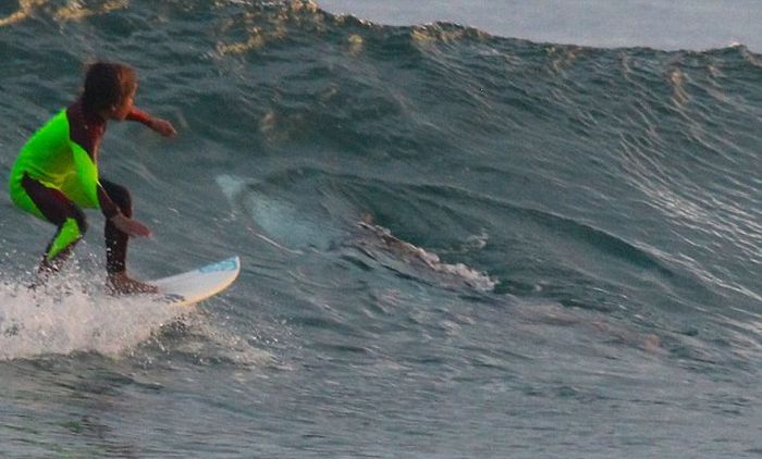 10-летний серфер случайно проплыл над белой акулой (4 фото)