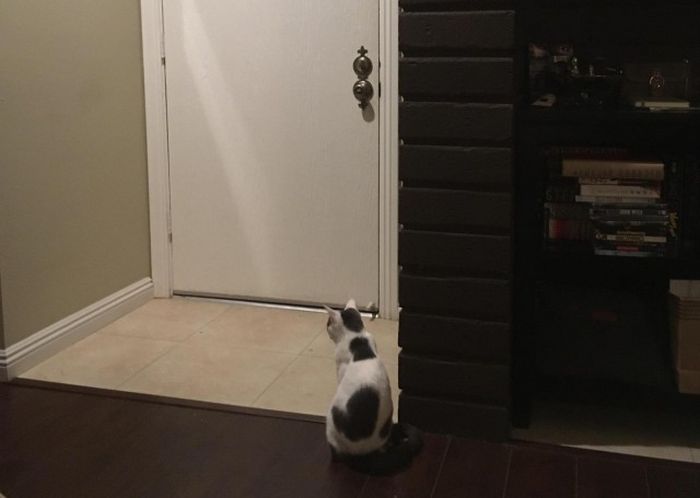 Кот терпеливо ждет своего хозяина (2 фото)