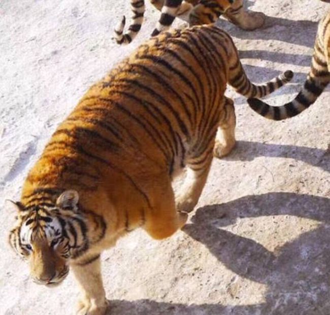 В китайском зоопарке растолстели амурские тигры (6 фото)