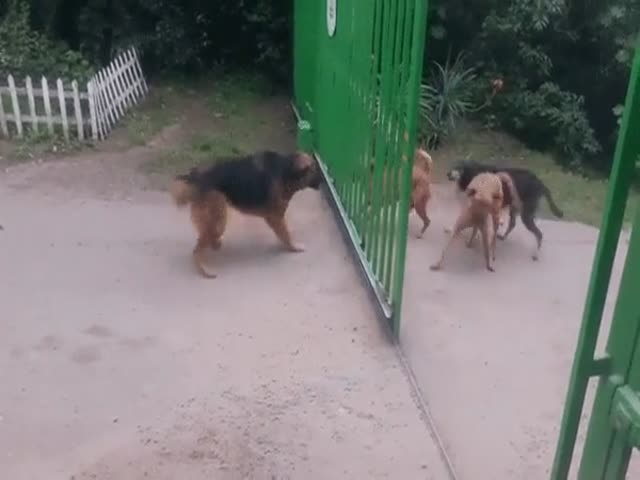 Забавное поведение собак