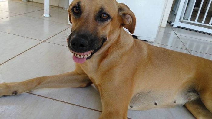 Собака обновила свою улыбку (4 фото)