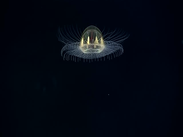 Великолепная медуза