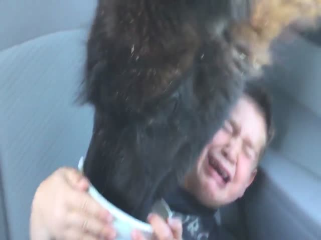 Наглая лама напугала мальчика