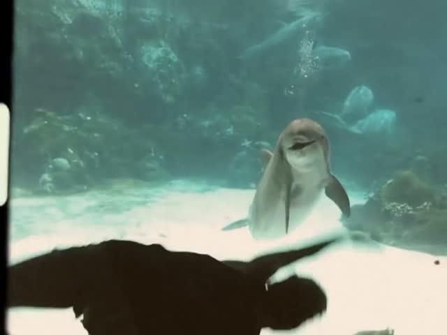 Девушка устроила представление для дельфина