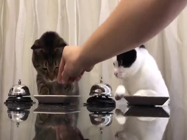 Коты пользуются звонком, чтобы получить еду
