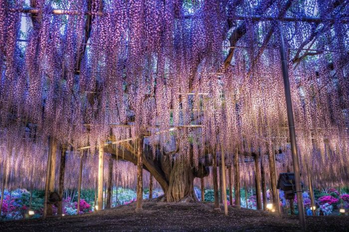 Японский фестиваль цветущей глицинии Great Westeria (35 фото)