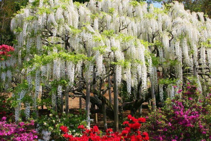 Японский фестиваль цветущей глицинии Great Westeria (35 фото)