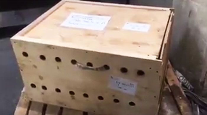 В аэропорту Бейрута внутри ящика обнаружили трех сибирских тигрят (6 фото)
