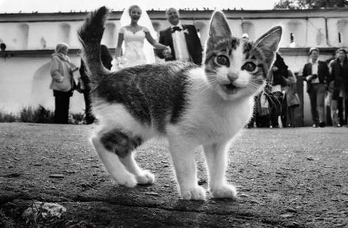 Забавные кошки, испортившие кадр (27 фото)