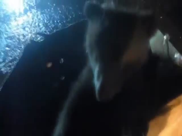 Полицейские приютили брошенных медвежат на ночлег