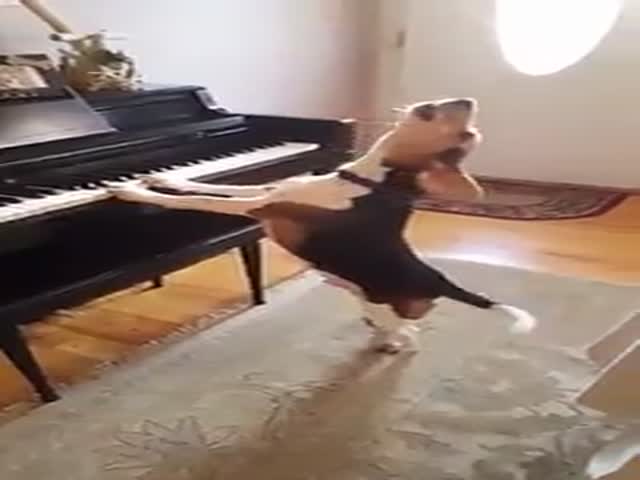 Собака играет на пианино и «поет» песню