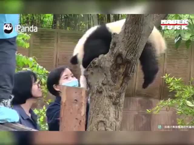 «Нападение» панды на человека