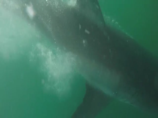 Встреча с огромной белой акулой