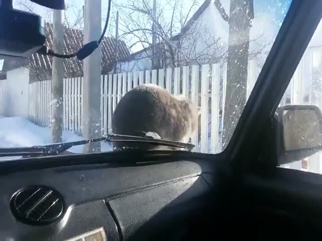 Кот проучил водителя, потревожившего его покой
