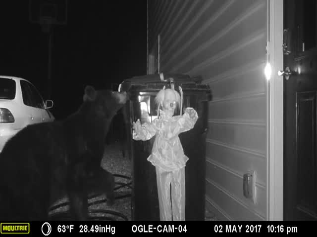 Хозяин дома отучил медведя переворачивать мусорный бак