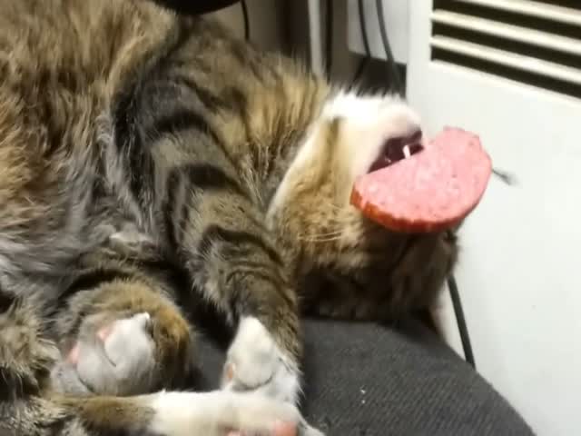 Кот спит с колбасой в зубах