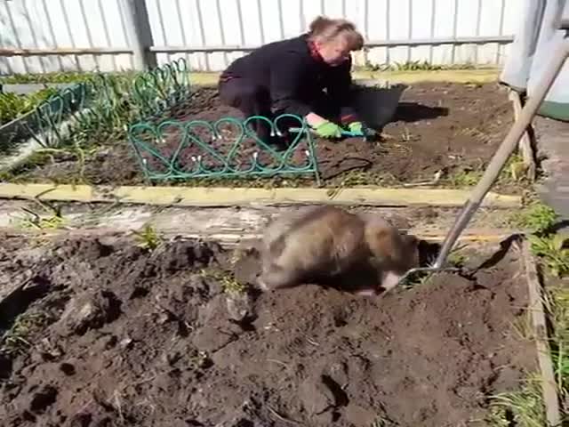 Медвежонок помогает садить картошку