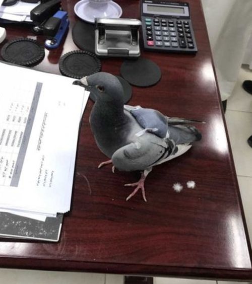 В Кувейте задержан голубь-контрабандист (2 фото)