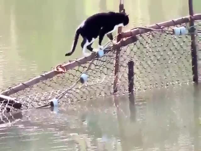 Кот, которого не страшат водные препятствия