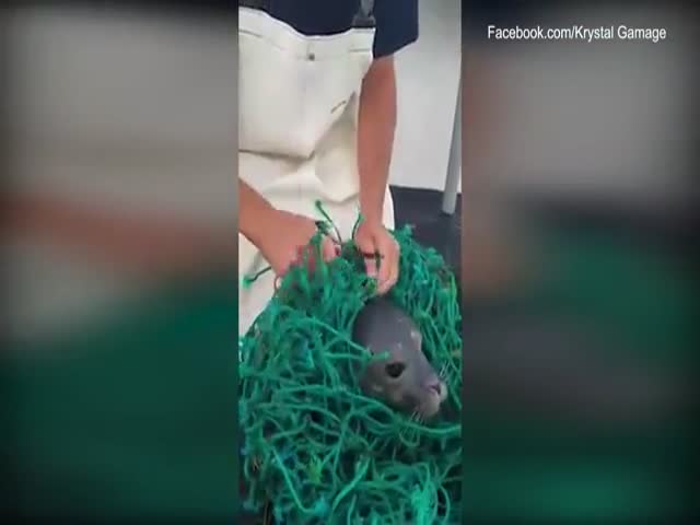 Рыбаки спасли детеныша тюленя