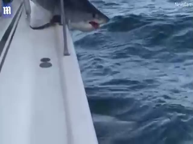 Акула запрыгнула на лодку и застряла