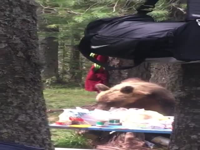Медведь позавтракал за столом туристов