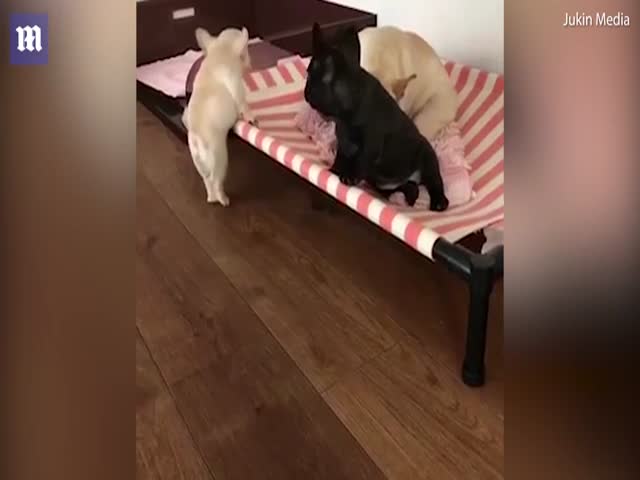 Милый щенок не может забраться на кровать